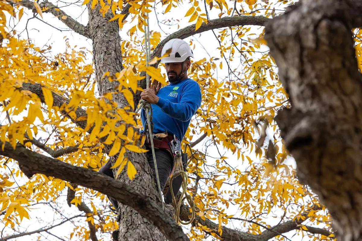 Skilled Tree Trimming crew working in Berkeley Heights